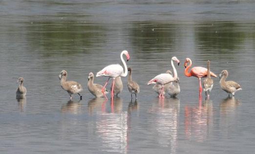 eilandjes bestemd voor meeuwen, maar onverwacht vonden de flamingo s deze plek dit jaar aantrekkelijker dan de hun al gedurende meer dan veertig jaar bekende plek in het Étang du Fangassier aan de