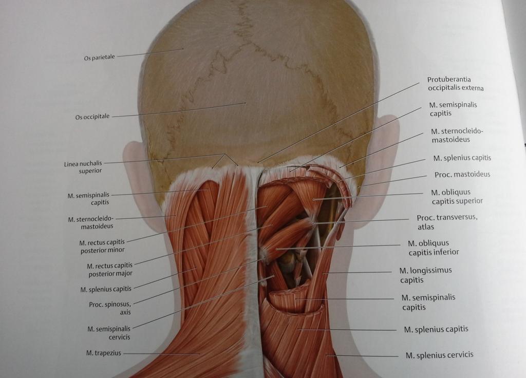 Foto: Prometheus Anatomische atlas Zoals al eerder benoemd hebben de disci intervertebralis een belangrijke functie in beweeglijkheid, het opvangen van krachten en verbinding tussen de wervels