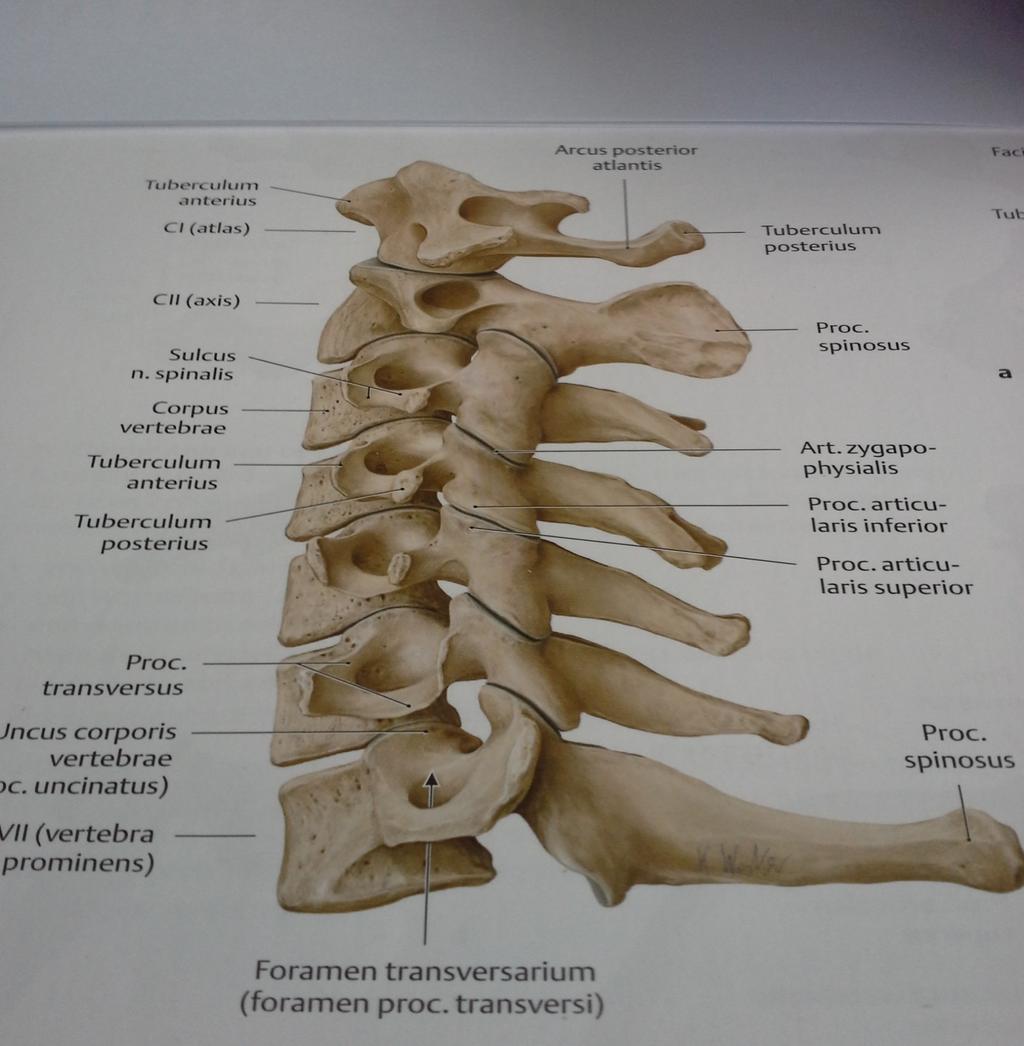 Een corpus vertebrae (wervellichaam) Een arcus vertebrae (wervelboog) Een processus spinosus (doornuitsteeksel) Twee processi transversi respectievelijk costales bij lendewervels (dwarsuitsteeksels)