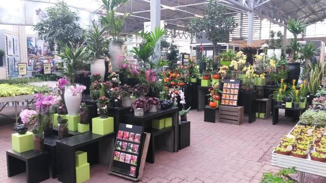 Het percentage planten kopende Denen dat een groene kamerplanten of een bloeiende kamerplant koopt ligt op 32% en 26%, ongeveer 12% geeft aan Bol op pot te kopen.