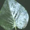 seringen meeldauw - echte (witziekte) Oidium syringae Ernst van de ziekte of plaag: 4 Een van de meest voorkomende schimmelaantastingen op levende planten is ongetwijfeld meeldauw, en hiermee wordt