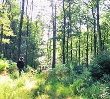 zijn die beloond worden met schitterende panorama s. < In het bos Na de laatste huizen van de dorpjes in de Ardennen zijn er de bossen en de prachtige natuur.