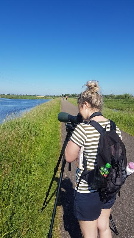 Waarschijnlijk weer voor niks naar Nederland gevlogen vanuit Afrika want ze hadden hun nesten al verlaten.