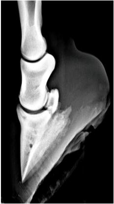 Via röntgenologisch onderzoek (Afbeelding 3) kan podotrochleose herkend worden door de vorming van nieuw bot aan de oppervlakte van het straalbeen (osteophyten) en radiolucente, donkere vlekjes