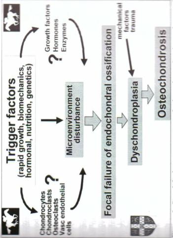 Afbeelding 8 geeft een vereenvoudigd overzicht van de mogelijke pathogenese van osteochondrosis die Jeffcott aanhaalde in zijn studie in 2005.