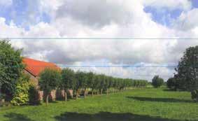 liguster Haag bij de boomgaard: meidoorn, veldesdoorn Struiken: katwilg, amandelwilg, rode kornoelje, sleedoorn,