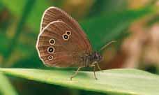 Oranje zandoogje Pyronia tithonus. We berekenden ook in hoeverre de totale vlindertalrijkheid over de periode van 16 jaar veranderde.