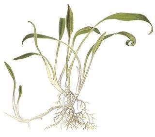 a.v. De Glasbaars Vissen Naam: Cryptocoryne-parva Familie: Araceae Herkomst: Sri Lanka Hoogte: 5-10 centimeter Breedte: 5-7 centimeter Temperatuur: 20-29 graden ph: 5.