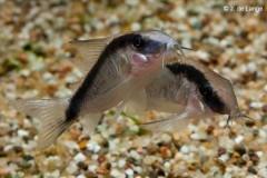 Tussen Lange Jaap en Kuitje Vissen HERKOMST Peru, Brazilië, Amazonegebied. Uiterlijk de Corydoras arcuatus kan een lengte bereiken van zo'n 5 centimeter.