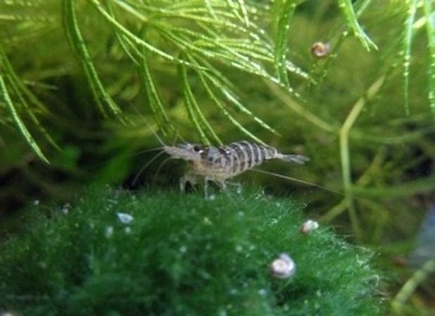 Tussen Lange Jaap en Kuitje Garnaal Aeolicus strigatus Zebra / Zebra Garnaal Herkomst Azië Wordt maximaal 2.5 cm groot Temperatuur 16-30 graden ph: 6 tot 7.