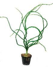 Zuid-Amerika Clinopodium brownei Makkelijk groeiende plant die geen hoge eisen aan de waterwaarden en verzorging stelt. Opvallend door zijn vierkante steeltje en mooie ronde bladeren.