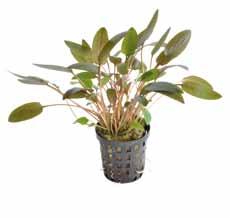 P2020445 30 cm 22-30ºC 8 715897 016356 Sri Lanka Cryptocoryne wendtii groen De Cryptocoryne wendtii groen is een bekende en populaire plant die ook nog eens zeer makkelijk te houden is, en daarom