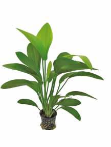 P2020515 P2020520 9 cm pot 25 cm 22-30ºC 8 715897 016493 8 715897 027536 Gecultiveerd Echinodorus harbii Rosa Deze plant is gekweekt bij Aquafleur door kruising van bestaande soorten.