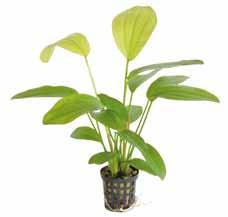 Deze plant is uitstekend als solitair te gebruiken en word bij voldoende licht niet hoger dan 30 cm.