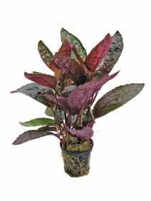 Noord-Amerika Hemiographis colorata Deze terrarium plant kan ook gebruikt worden in het paludarium en aquarium. De bladeren van deze plant hebben een mooie hamerslag structuur in het blad.