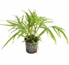 Door zijn makkelijke groei, helgroene brede bladeren en lage lichtbehoefte is deze plant overal te gebruiken.
