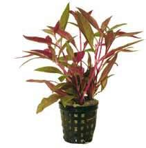 P2020070 P2020065 50 cm 8 715897 015564 8 715897 015557 Zuid-Amerika Alternanthera rosaefolia mini De enige echt rode voorgrond-plant!
