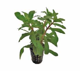 Deze plant is geschikt om in groepen te planten, niet te dicht tegen elkaar planten, minimaal 5 cm tussenruimte.