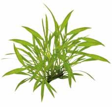 Kosmopoliet Easy Grow Eleocharis parvula nr 3 De laagblijvende vorm van naaldgras, deze varieteit wordt niet hoger dan 10 cm en is mooi grasgroen.