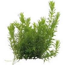 P2022410 Easy Grow 30 cm 8 715897 232602 Kosmopoliet Easy Grow Riccia fluitans nr 9 Riccia is een makkelijk groeiende, zode vormende plant.