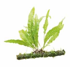 Het blad is groen en bij voldoende licht doorschijnend. Monoselium groeit makkelijk en is ook geschikt voor startersaquaria.