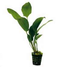 West-Afrika Anubias barteri var.nana Sterke middelhoge, langzaam groeiende plant met een diepgroene kleur. Kan op hout, steen of achterwand bevestigd worden.