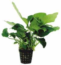 P2020115 P2020120 9 cm pot 30 cm 22-30ºC 8 715897 015656 8 715897 027055 West-Afrika Anubias coffeefolia Deze traaggroeiende Anubias is populair vanwege de mooie ovaalvormige