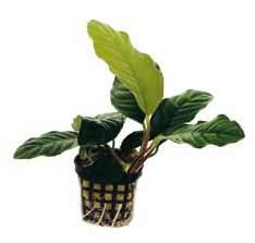 De Anubias coffeefolia is erg makkelijk te onderhouden in het aquarium.