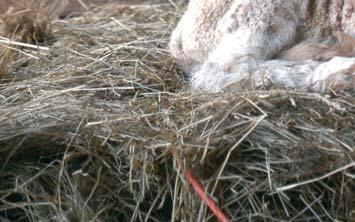 Een schaap dat voor de eerste keer aflamt, krijgt meestal ook maar één lam.