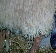 Voor een goede gang van zaken observeert en controleert u de schapen enige malen per dag. Het geboorteproces bestaat uit drie fasen 1.