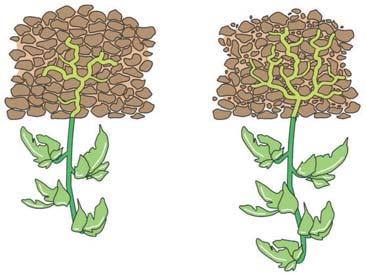 voeding uit de zaadlobben waardoor het worteltje zich verder heeft kunnen ontwikkelen. Voor het gemak gaan we er van uit dat de grond voldoende vochtig is (en de temperatuur hoog genoeg).