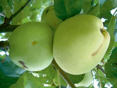 Bijvoorbeeld, in sommige streken van Nederland noemt men de Yellow Transparente, - Glasappel, Oogstappel of Madeleine -, of de Princesse Noble (Haagje).