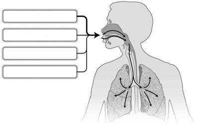 Astma en COPD Astma en COPD In theorie B.3.3. Astma of COPD? In de apotheek is het onderscheid tussen astma en COPD niet altijd duidelijk.