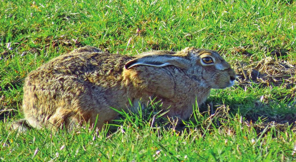 De afgelopen drie jaar tel ik in de wintermaanden de aanwezige zwanen en ganzen in de Cornwerderpolder voor Sovon Vogelonderzoek Nederland.