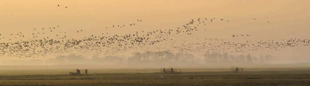 Zaterdagmorgen 4 februari, tijd voor de eerste vogelexcursie van de vogelcursus, georganiseerd door IVN Leeuwarden. Er werd om 08.