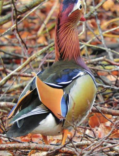 Noeste beestjes Nadeel van dit weer is dat ook vogels in de rust gaan. Het zijn soms net mensen. Weinig roering, weinig zang in het bos. Alleen een goudhaan doet zijn best.