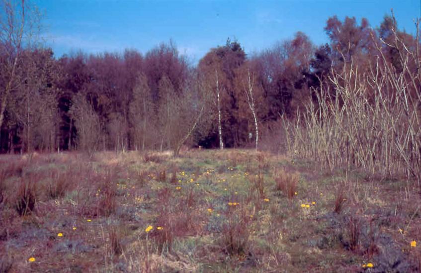Bijen en graafwespen in zes terreinen van Natuurmonumenten 23 C6 De Logt: graslanden en voormalige boomkwekerij.
