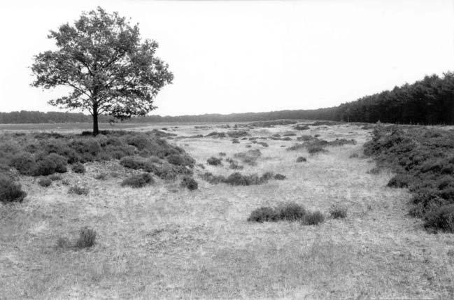 Bijen en graafwespen in zes terreinen van Natuurmonumenten 35 PW11a&b Oud Reemsterhei Struikheide met een stuk open stuifzand, met steile hellinkjes (figuur 11).