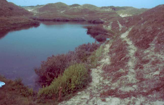 Bijen en graafwespen in zes terreinen van Natuurmonumenten 43 Figuur 15: Poel in het open duin (locatie ZD3).