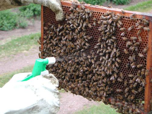 Voor meer informatie, zie: Veilig werken met organische zuren Residuvorming ij toepassing van oxaalzuur in de winter is er geen residu terug te vinden in de voorjaarshoning.