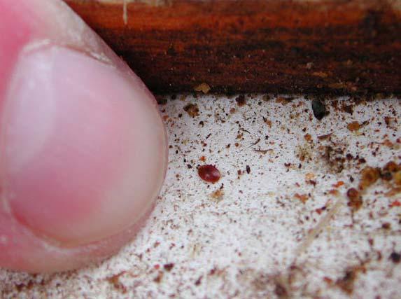 Inleiding De varroamijt vormt in Nederland een ware plaag in de bijenhouderij.