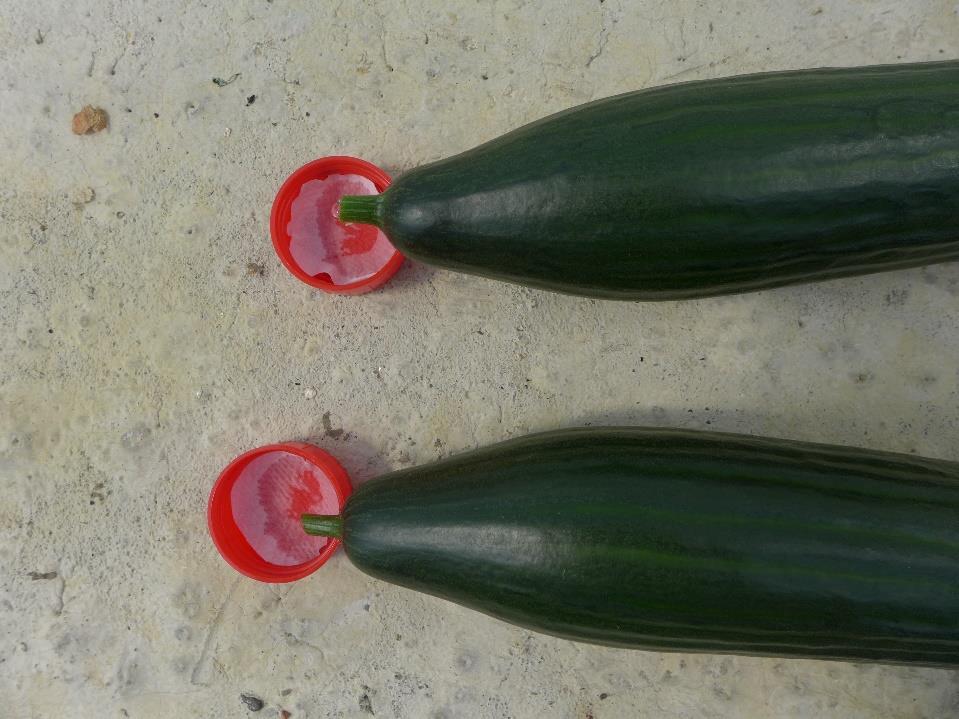 Druppelvorming na de oogst van vruchten Methode hoeveelheid sap bepalen Druppel sap van afgesneden komkommer opvangen in deksel van potje (8 min) Deksel van pot wegen voor