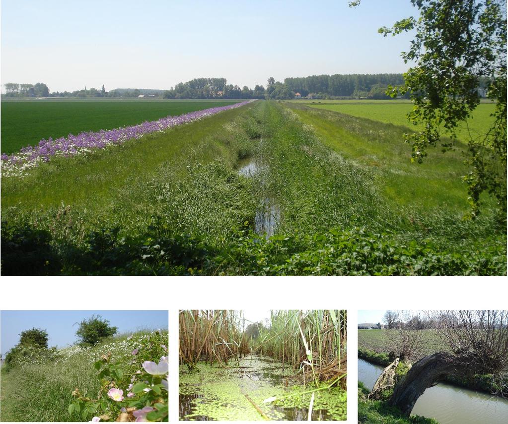 Collectief Beheerplan Agrarisch Natuurbeheer Zeeland 2015 Uitgebracht door ZLTO namens de Agrarische Natuurverenigingen (ANV's) in Zeeland: