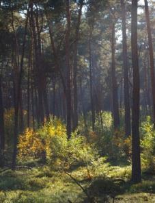 alle bossen weerbare bossen ijle bossen