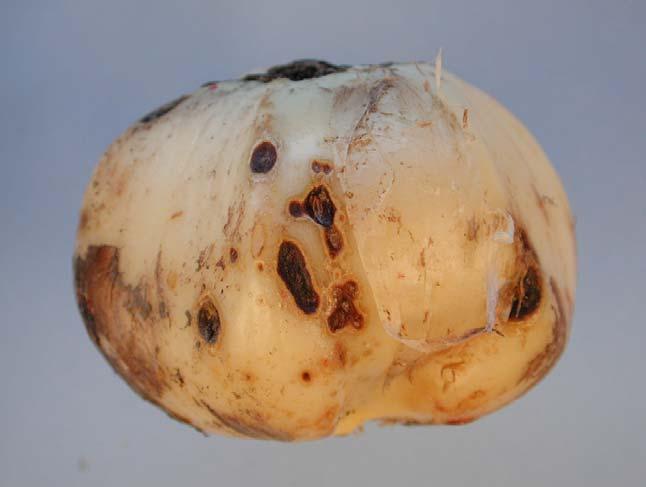 Foto 1: Alliumbol met bruine