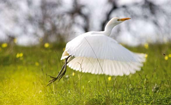 26 koereiger De route begint in een akkerbouwgebied met johannesbroodbomen, amandelbomen en vijgenbomen. Hier ziet u verder molens en graanschuren uit vroeger tijden.