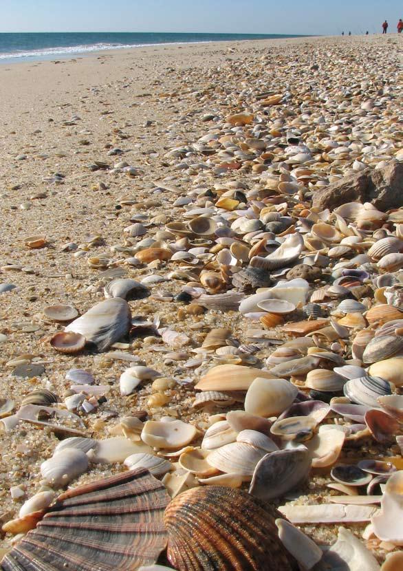 34 De Praia do Barrilroute begint bij de toegang naar het strand en loopt door een uitgestrekt moerasgebied tot aan de duinen en de oude vissersgebouwen, die nu zijn omgetoverd in strandfaciliteiten.