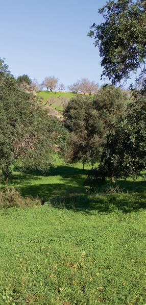 41 cerro de são vicenteroute Naam Cerro de São Vicenteroute (PR2) Deelgemeente Paderne Gemeente Albufeira Lokatie Paderne Bereikbaarheid Op de A22 de afslag Albufeira nemen, Ferreiras volgen en hier