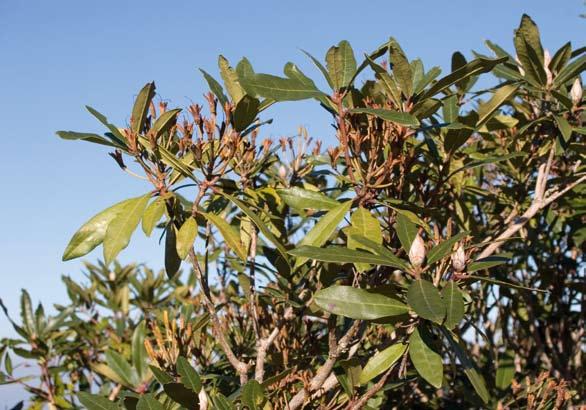 56 rododendron Wanneer u de route in Fóia begint en in de richting van Pegões wandelt, heeft u uitzicht op de noordelijke helling.