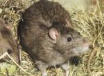 Knagend probleem Rattenplaag Horendonkse Vaart Kevin Ooye (N-VA/PLE) signaleerde dat de rattenplaag die een aantal jaren geleden de omgeving van de Vaart in Horendonk teisterde weer helemaal terug is.